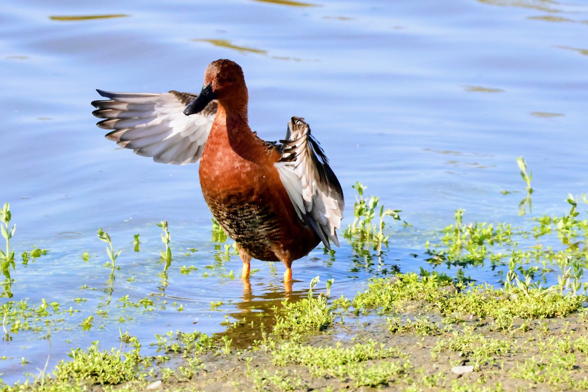 Cinnamon Teal - ML643165352