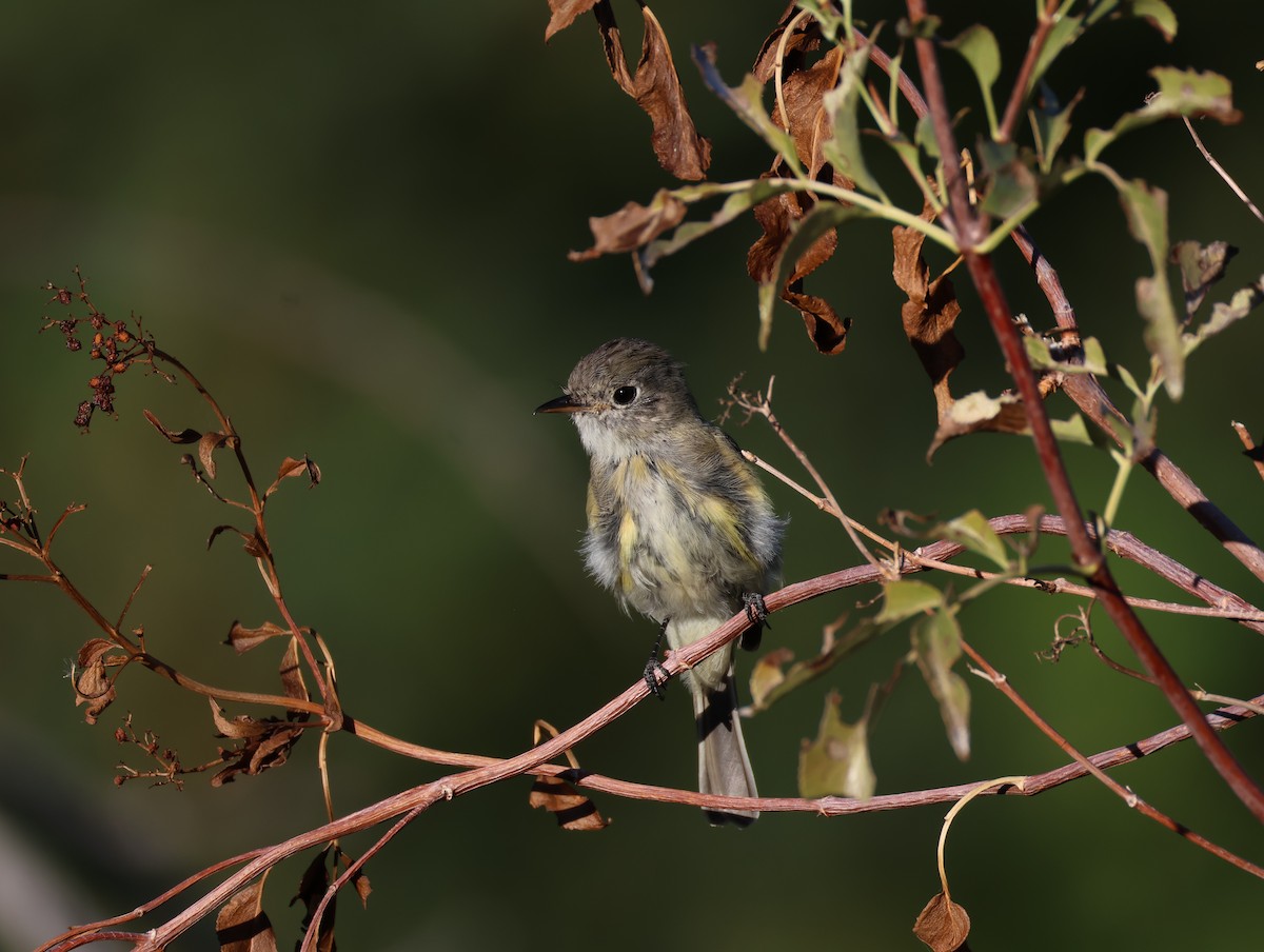 Empidonax sp. - ML643165361