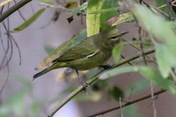 Orange-crowned Warbler - ML643165371