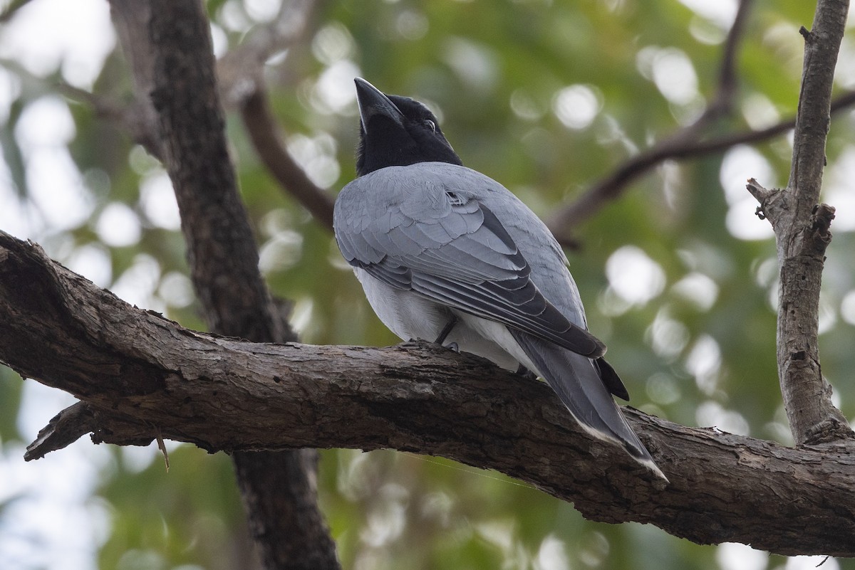 Black-faced Cuckooshrike - ML643165372