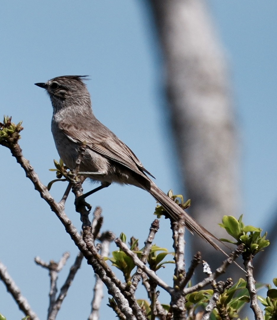 Tufted Tit-Spinetail - ML643165373