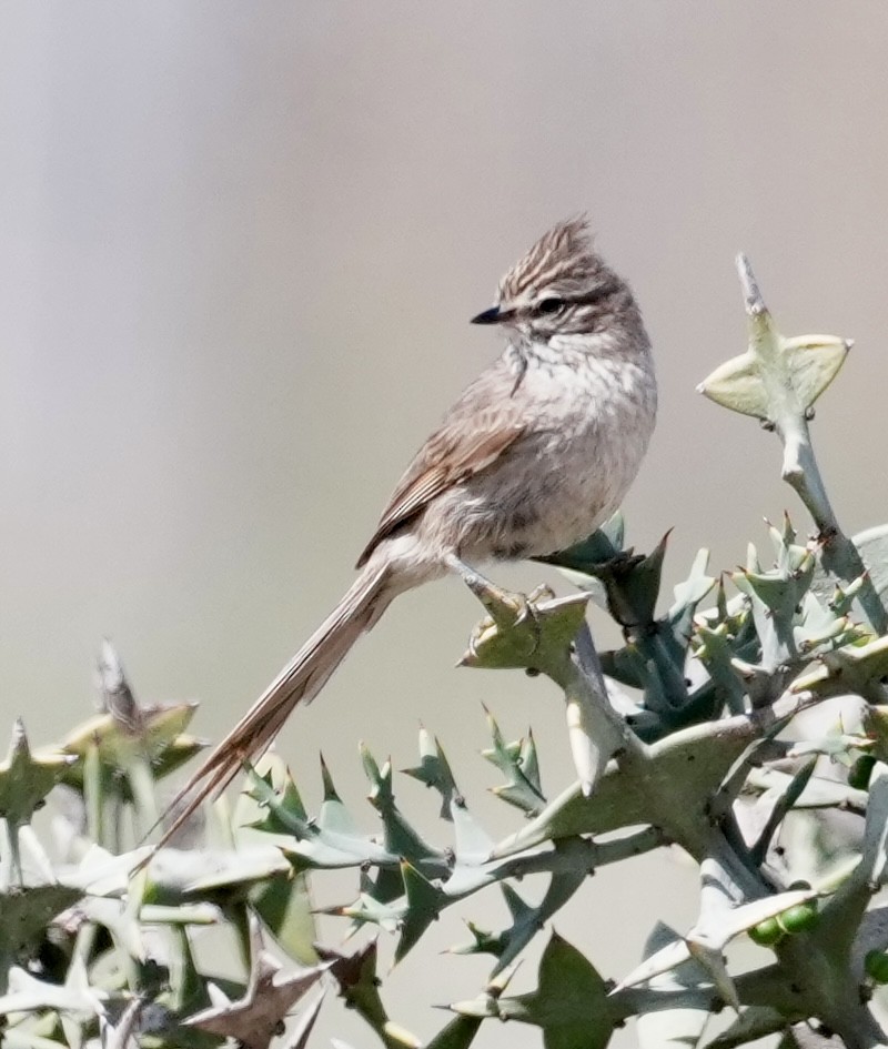 Tufted Tit-Spinetail - ML643165374