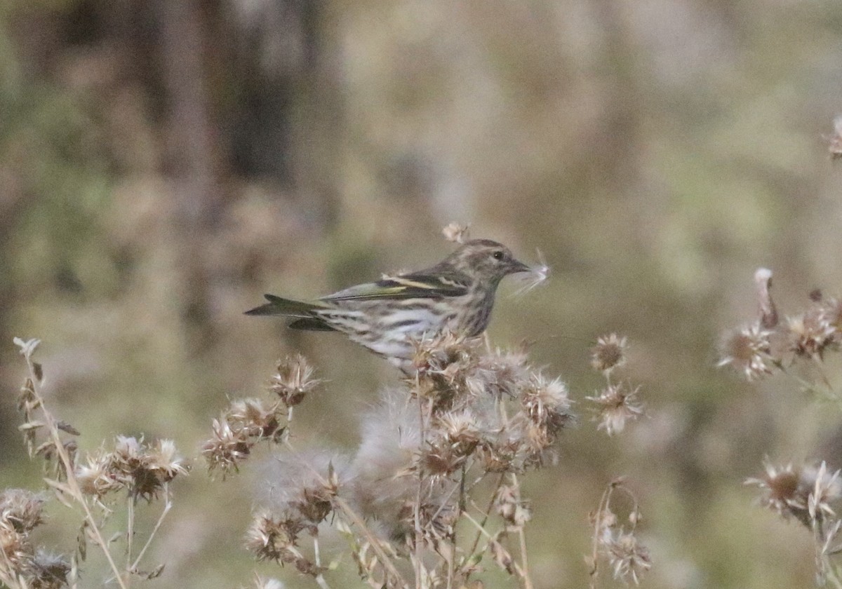Pine Siskin - ML643165376