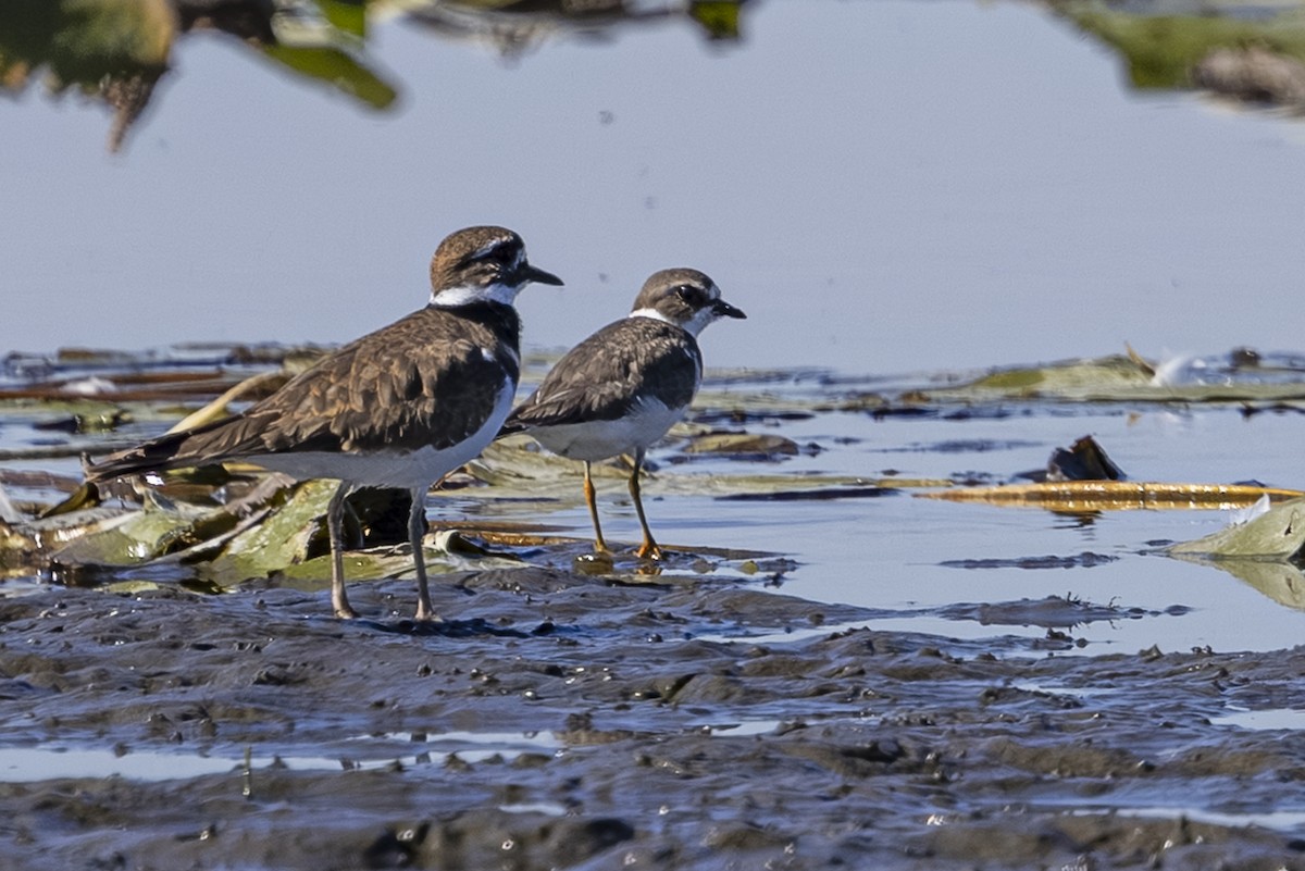 Semipalmated Plover - ML643165380