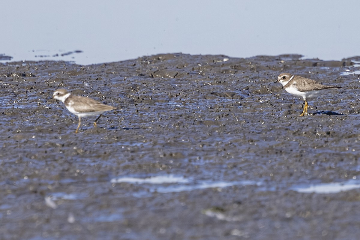 Semipalmated Plover - ML643165381