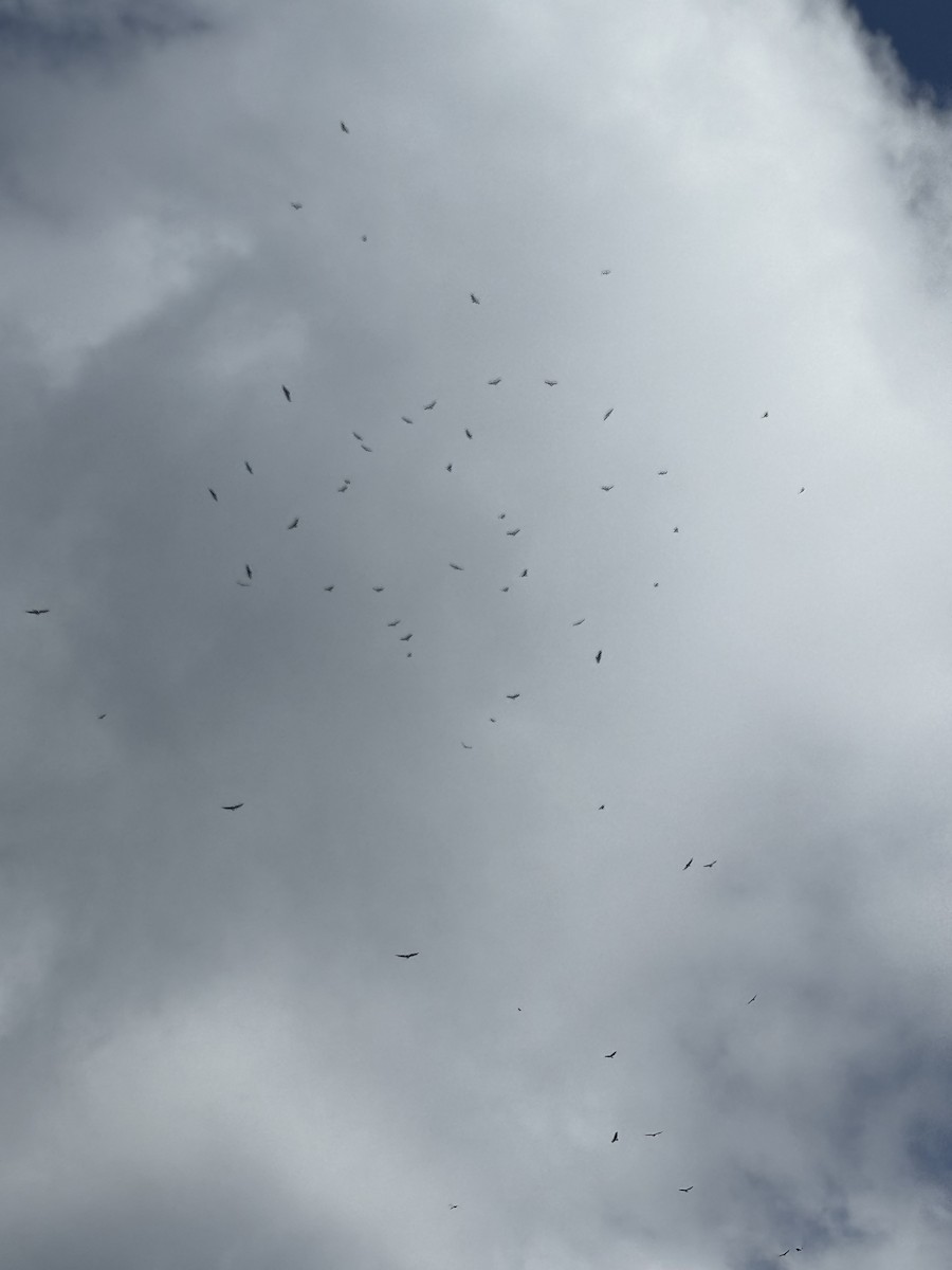 Turkey Vulture - ML643165390