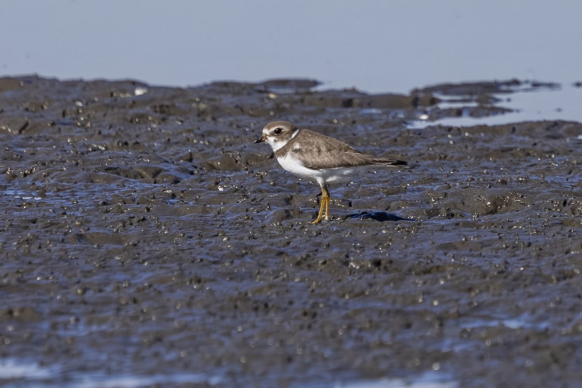 Semipalmated Plover - ML643165392