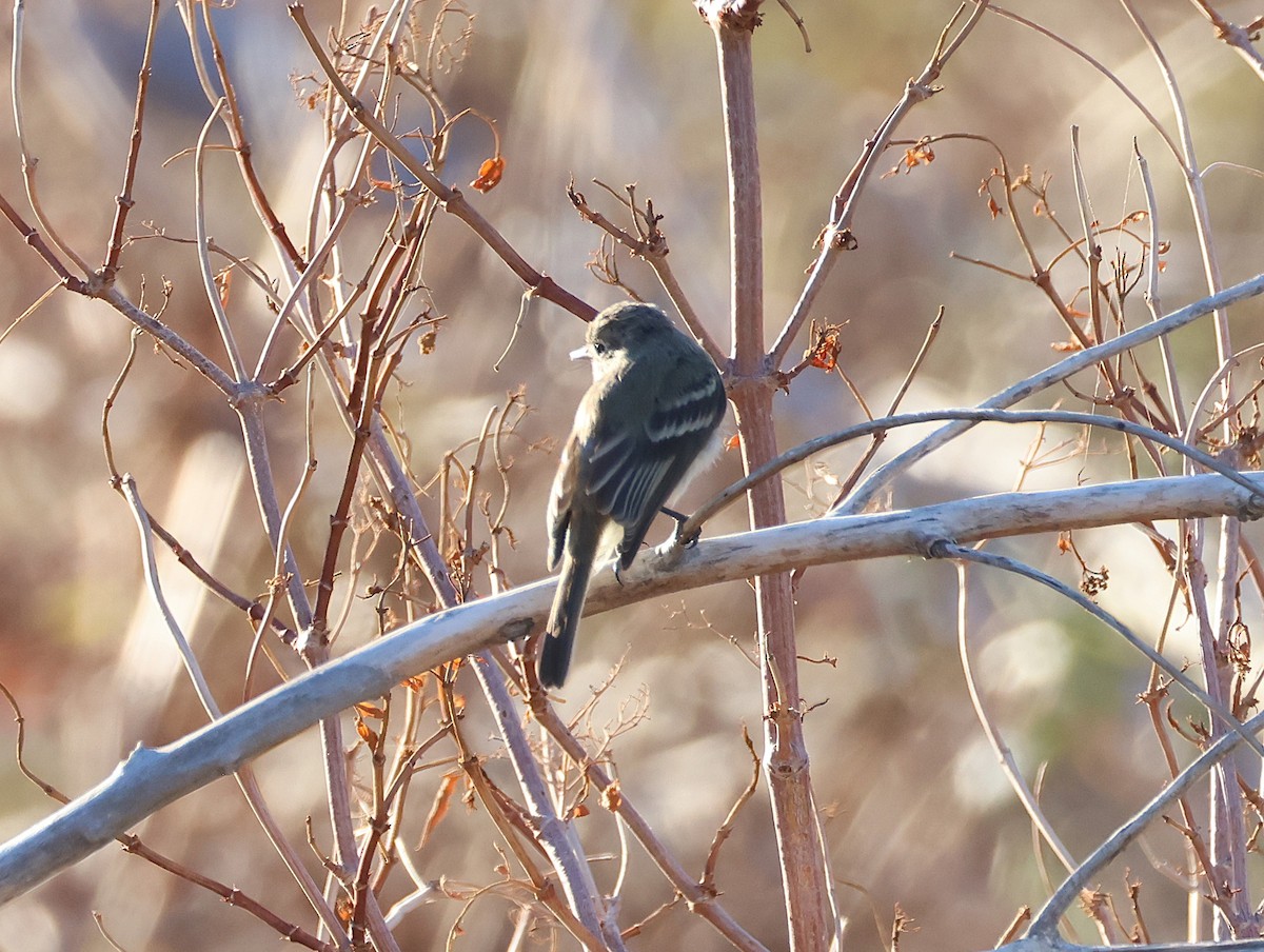 Empidonax sp. - ML643165403