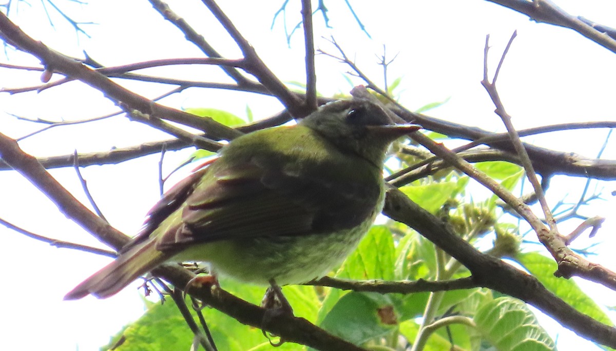 Olive-striped Flycatcher - ML643165410