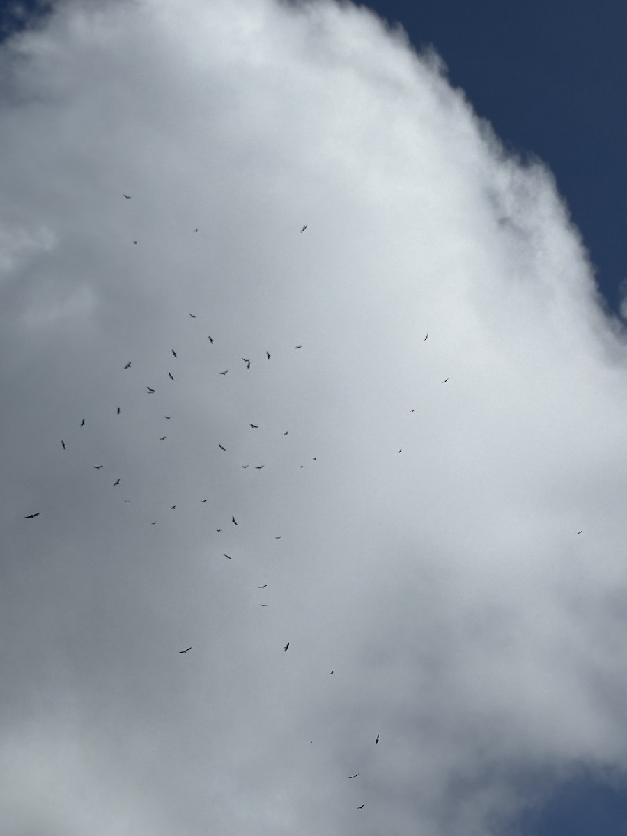 Turkey Vulture - ML643165414