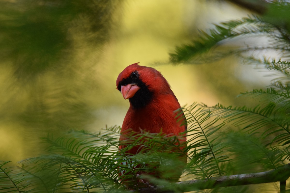 Northern Cardinal - ML643165416