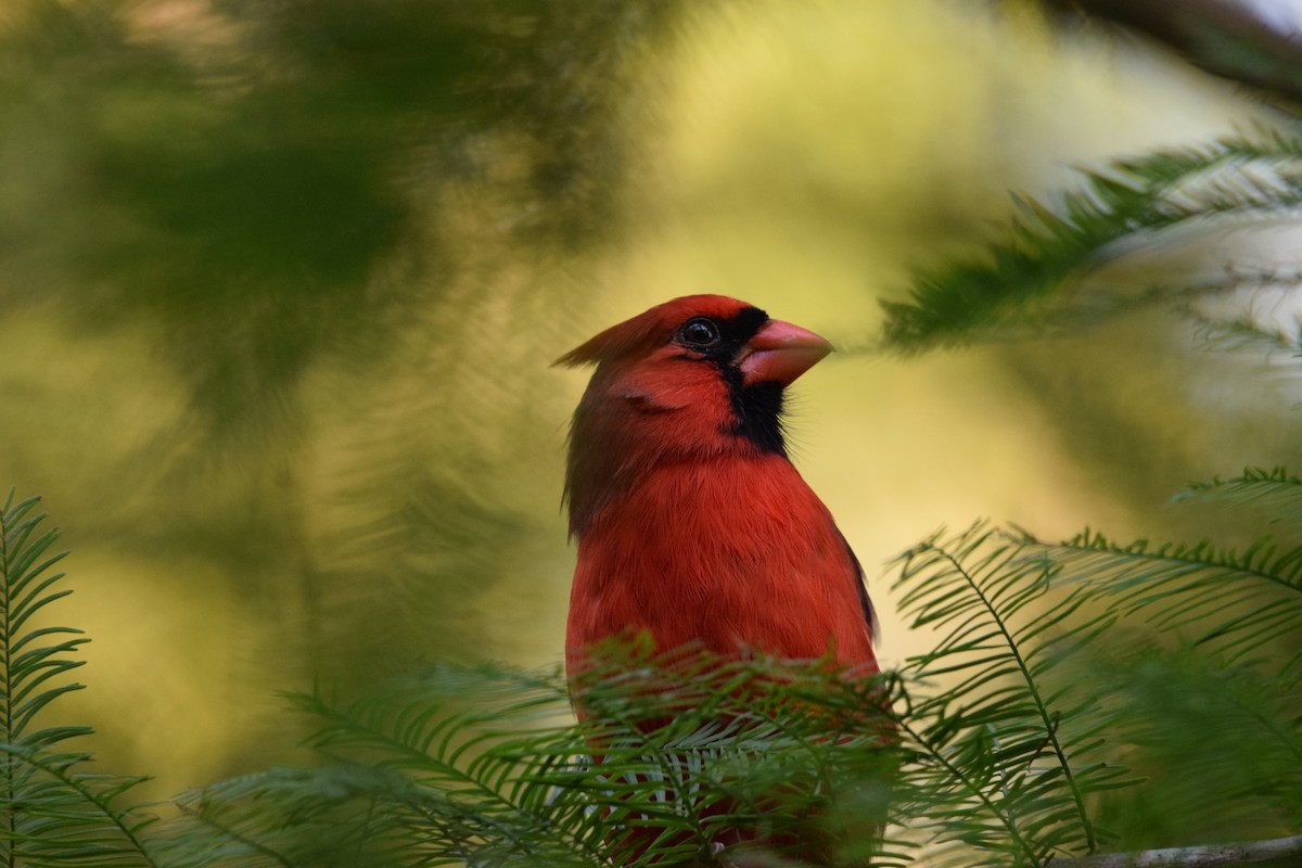 Northern Cardinal - ML643165417