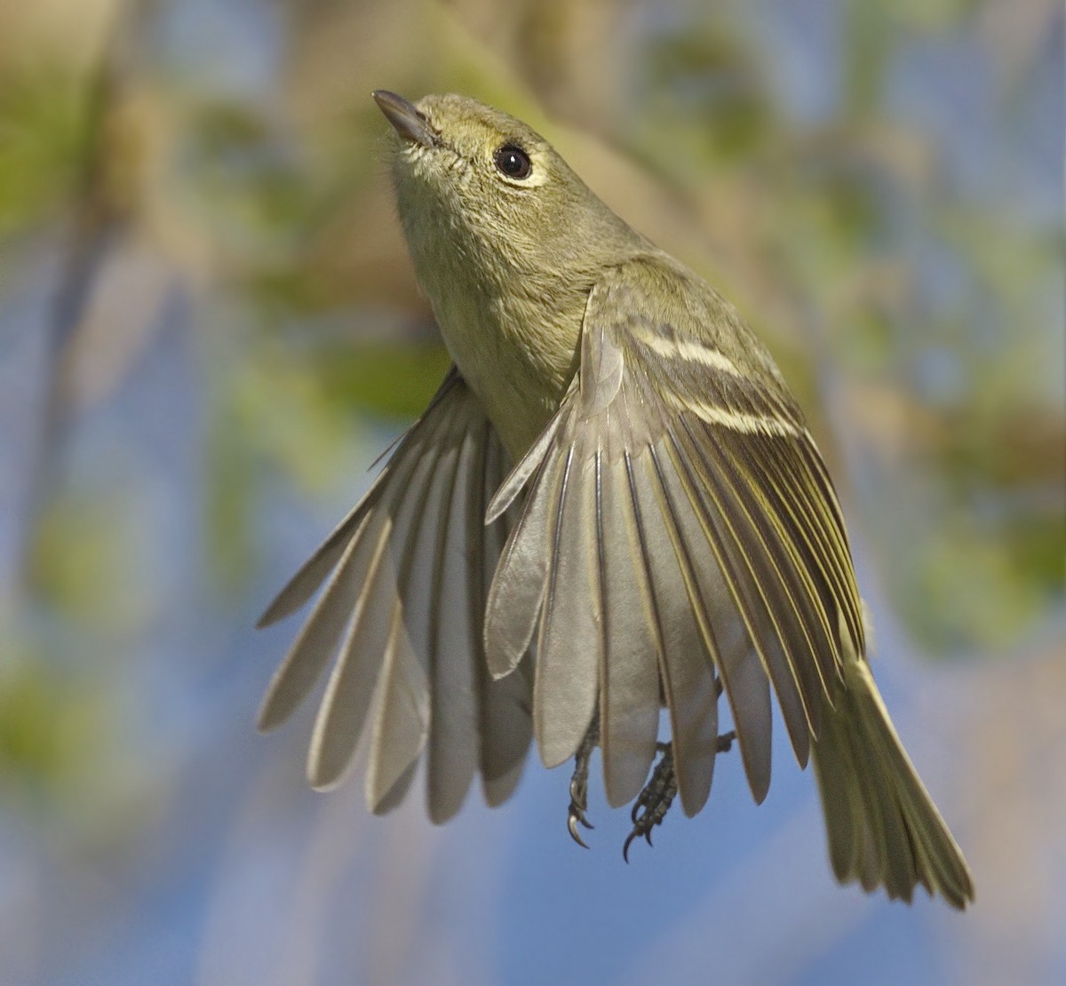 Hutton's Vireo - ML643165422