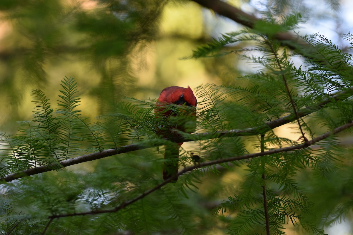 Northern Cardinal - ML643165423