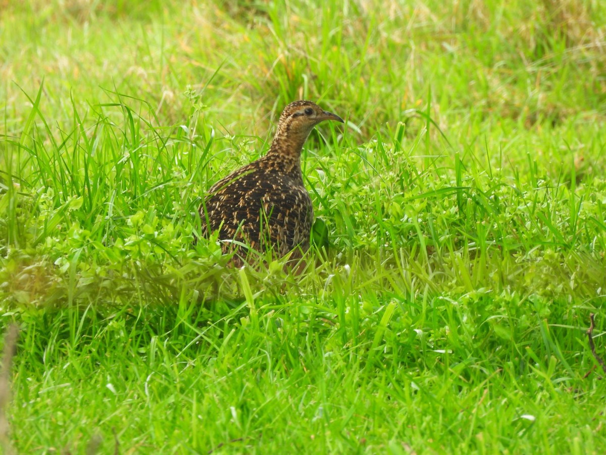 Chilean Tinamou - ML643165425