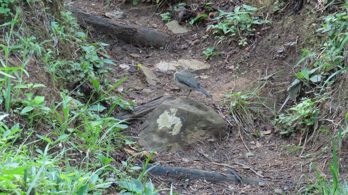 Spectacled Thrush - ML643165430