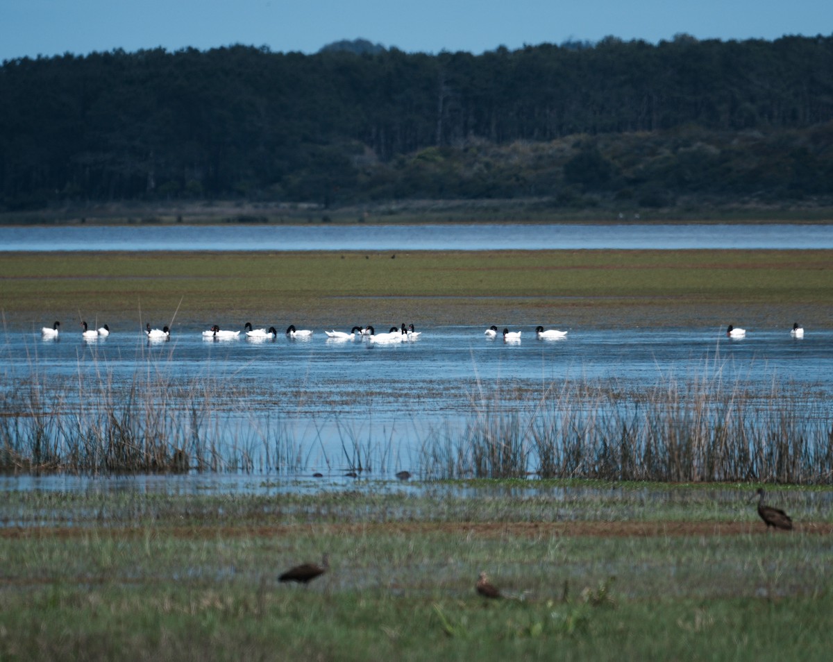 Black-necked Swan - ML643165431