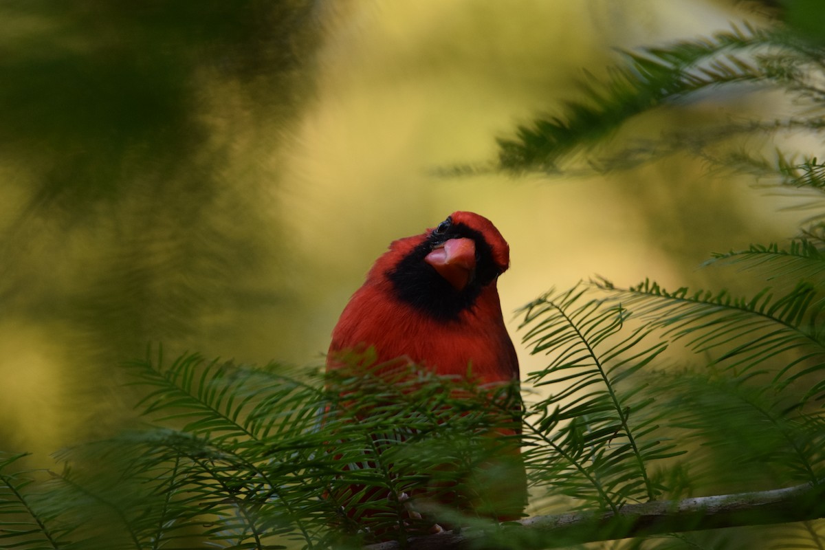Northern Cardinal - ML643165432