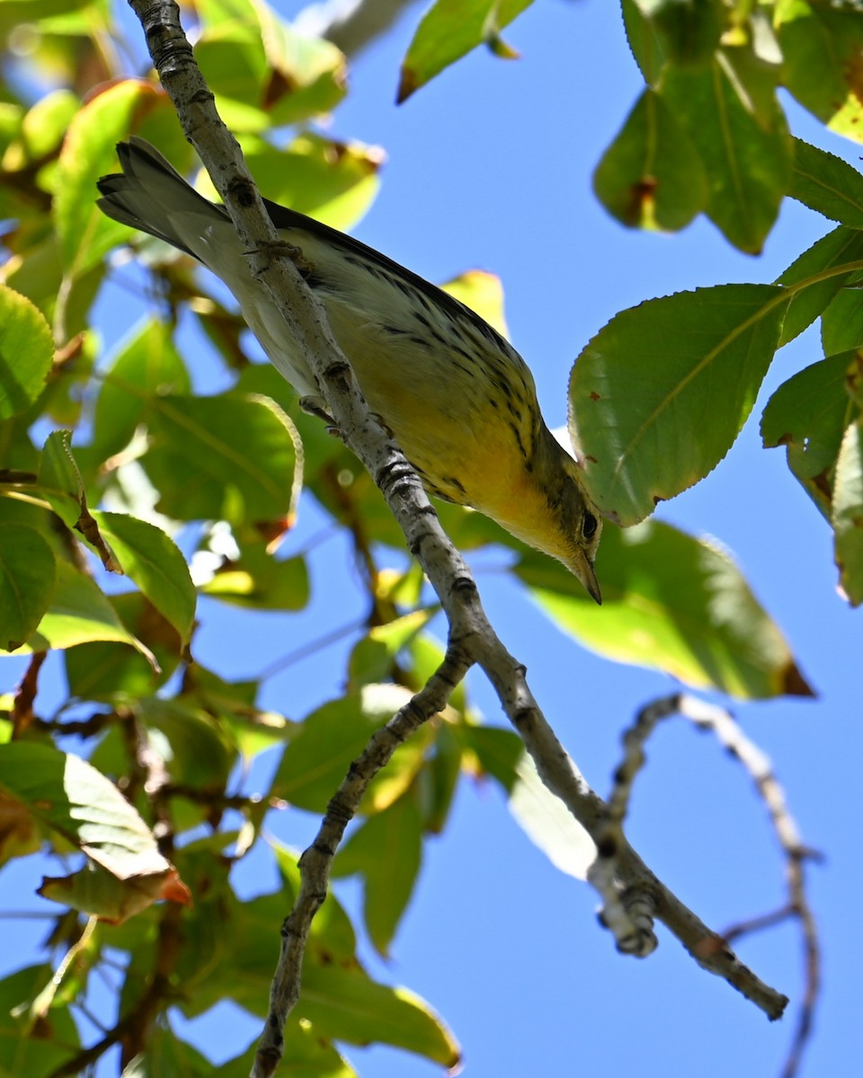 Blackburnian Warbler - ML643165452