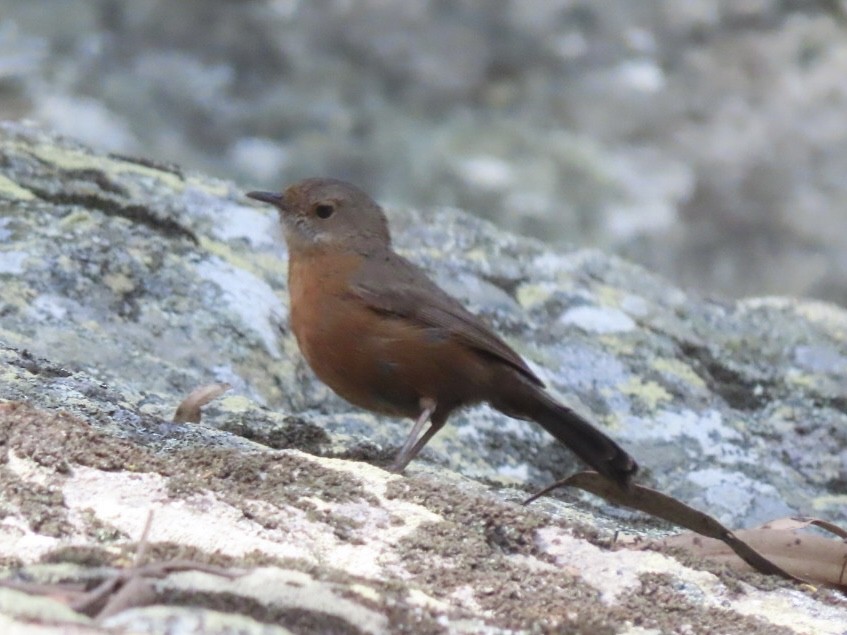 Rockwarbler - ML643165462