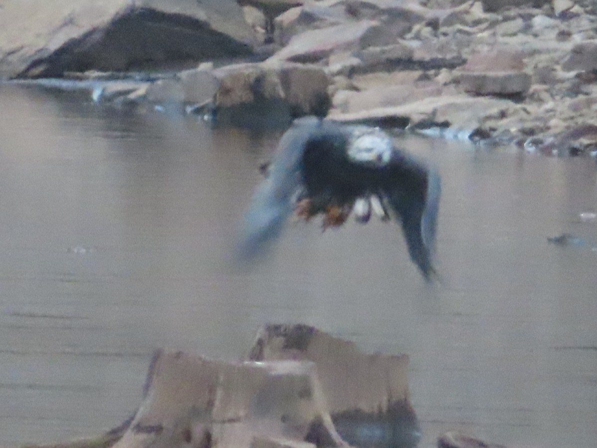 Bald Eagle - ML643165488