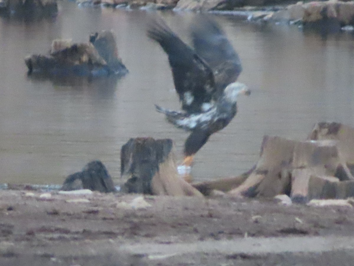 Bald Eagle - ML643165489