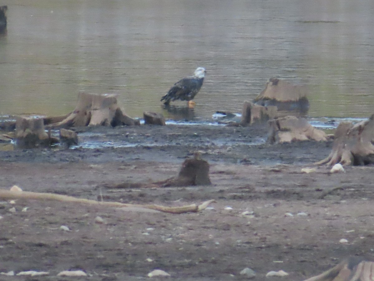 Bald Eagle - ML643165490