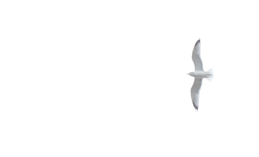 Glaucous-winged Gull - ML643165495