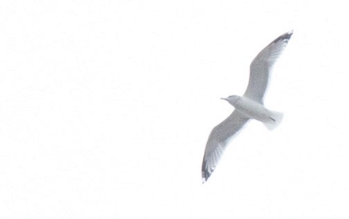 Glaucous-winged Gull - ML643165497