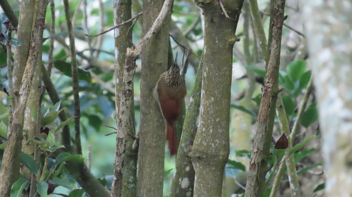Cocoa Woodcreeper - ML643165498
