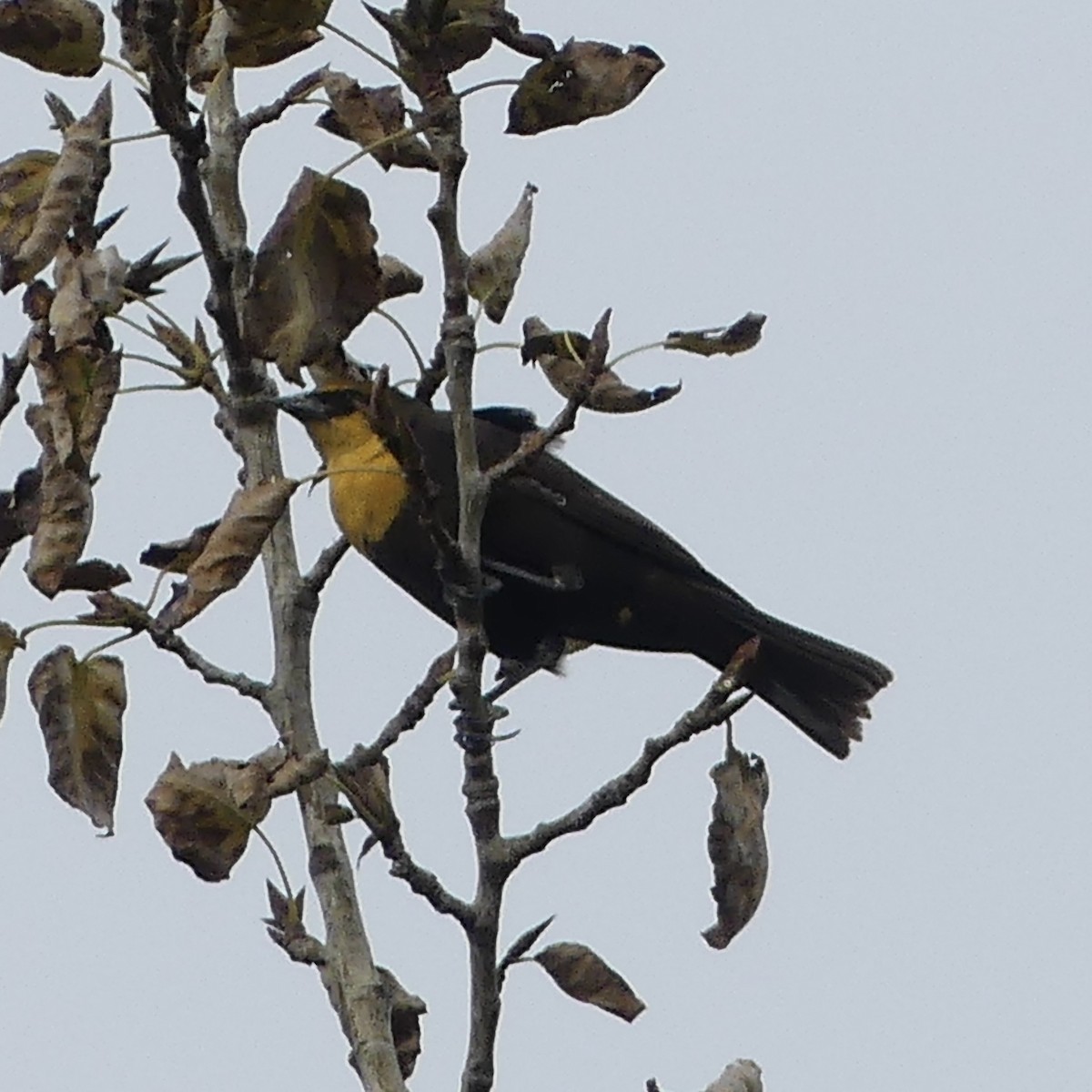 Yellow-headed Blackbird - ML643165499