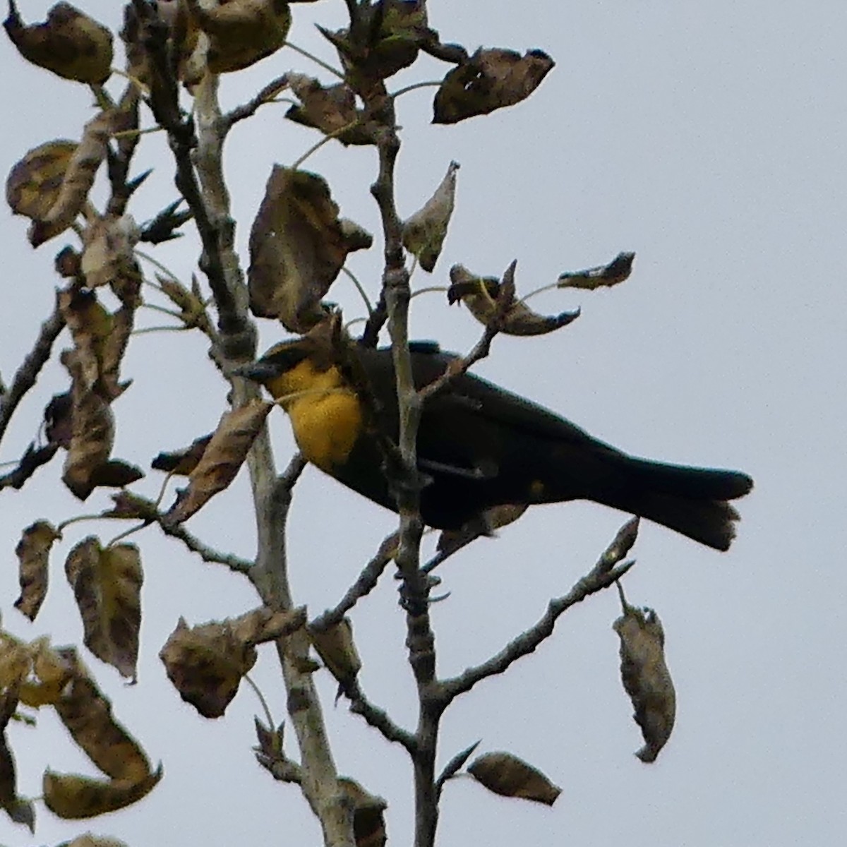 Yellow-headed Blackbird - ML643165500