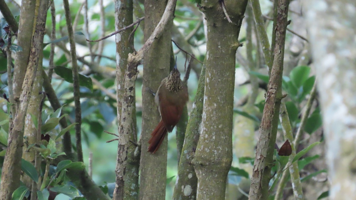 Cocoa Woodcreeper - ML643165501