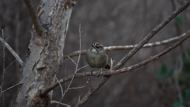 Rufous-crowned Sparrow - ML643165515