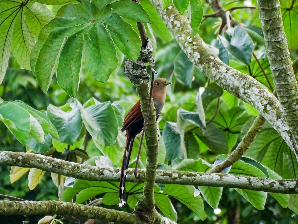 Squirrel Cuckoo - ML643165519