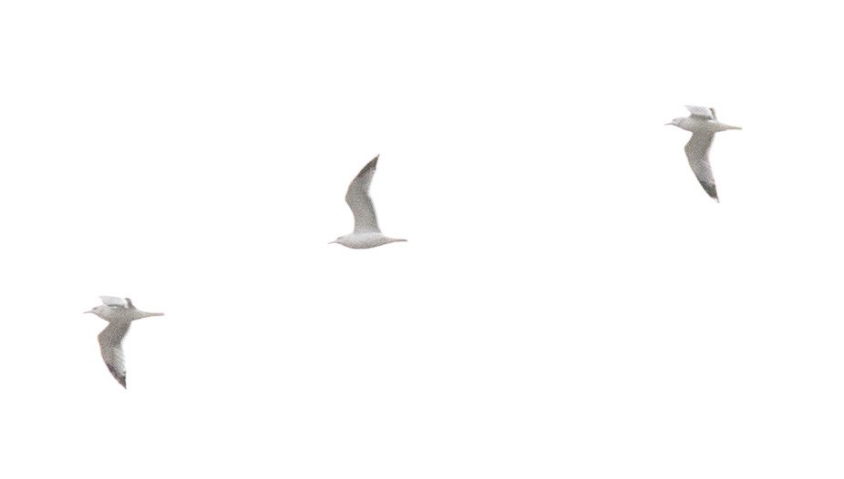Glaucous-winged Gull - ML643165521