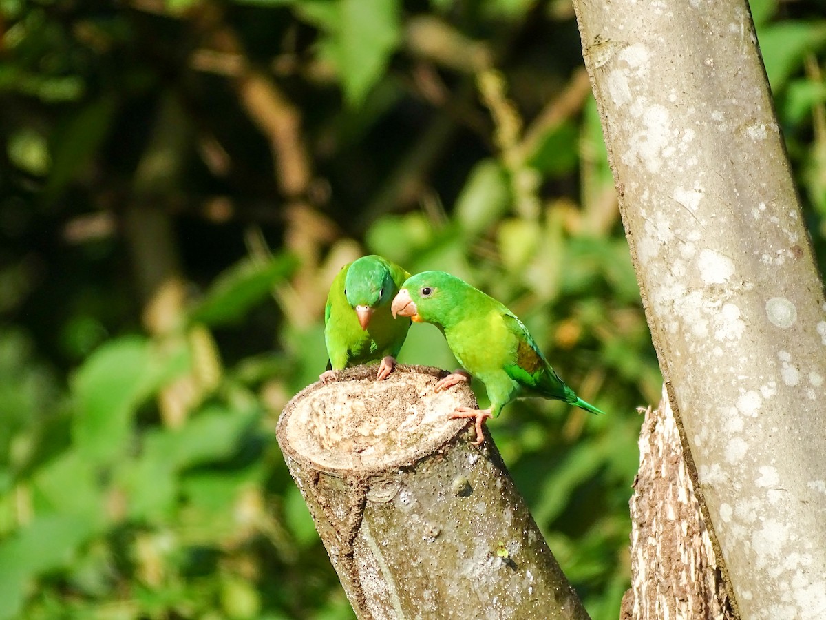 Orange-chinned Parakeet - ML643165525