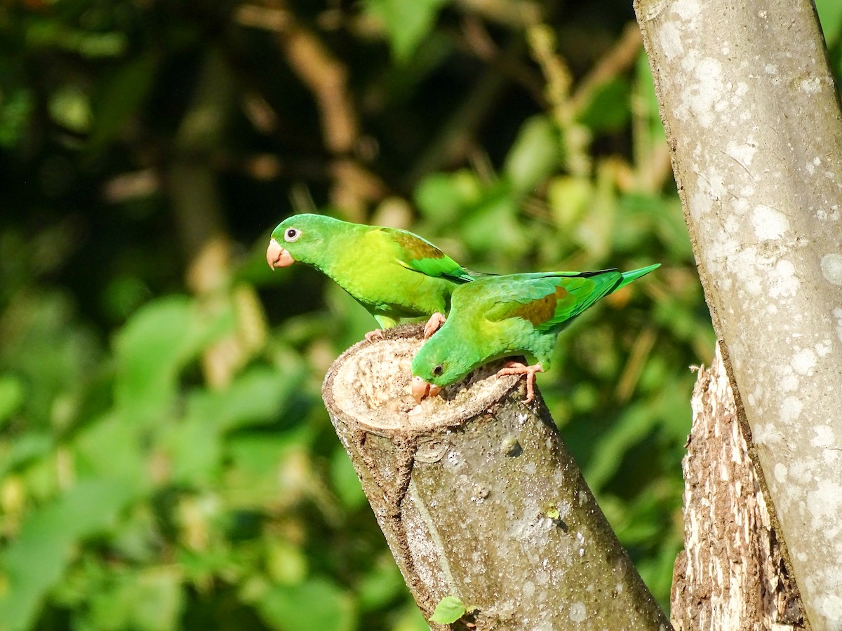 Orange-chinned Parakeet - ML643165526