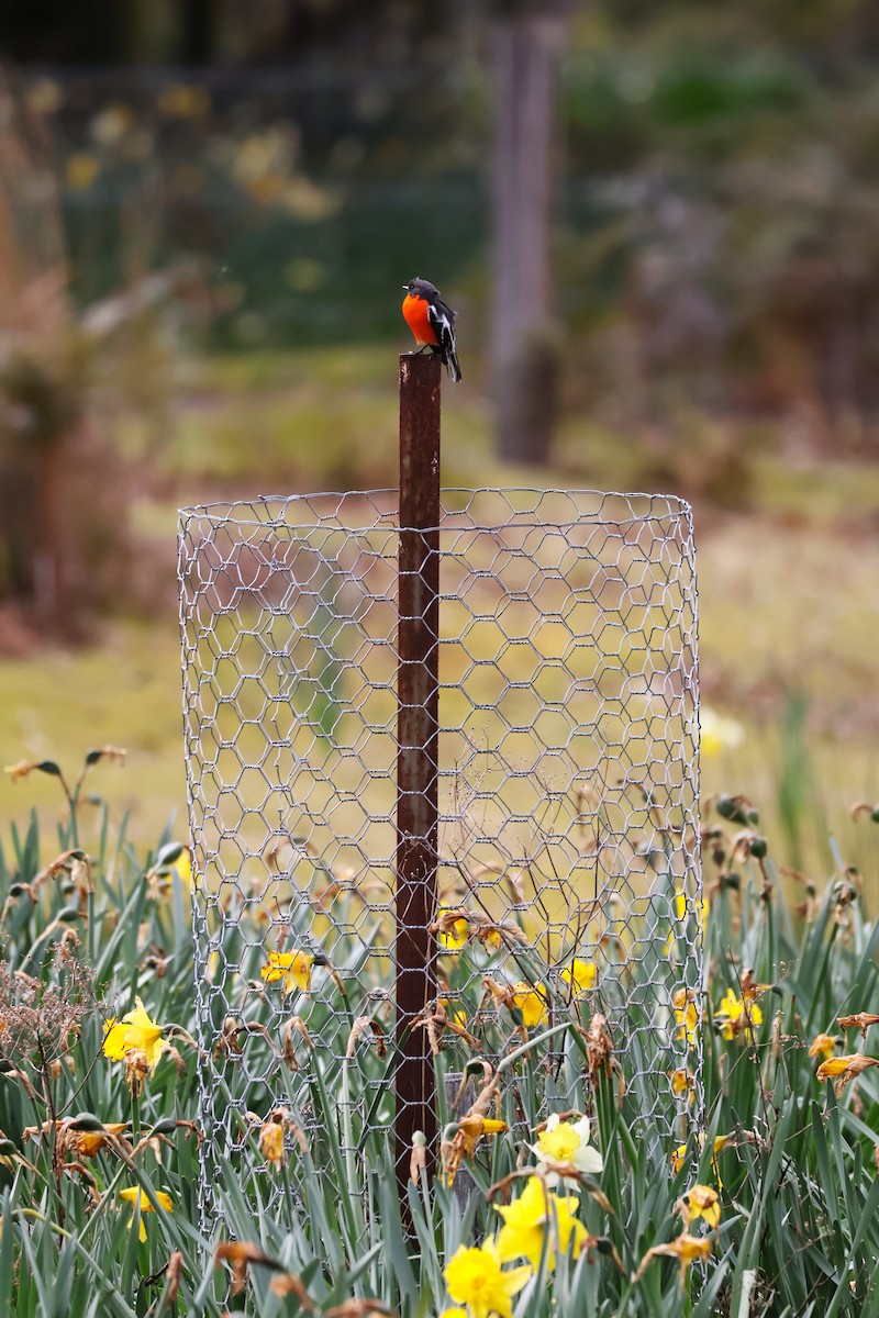 Flame Robin - ML643165532