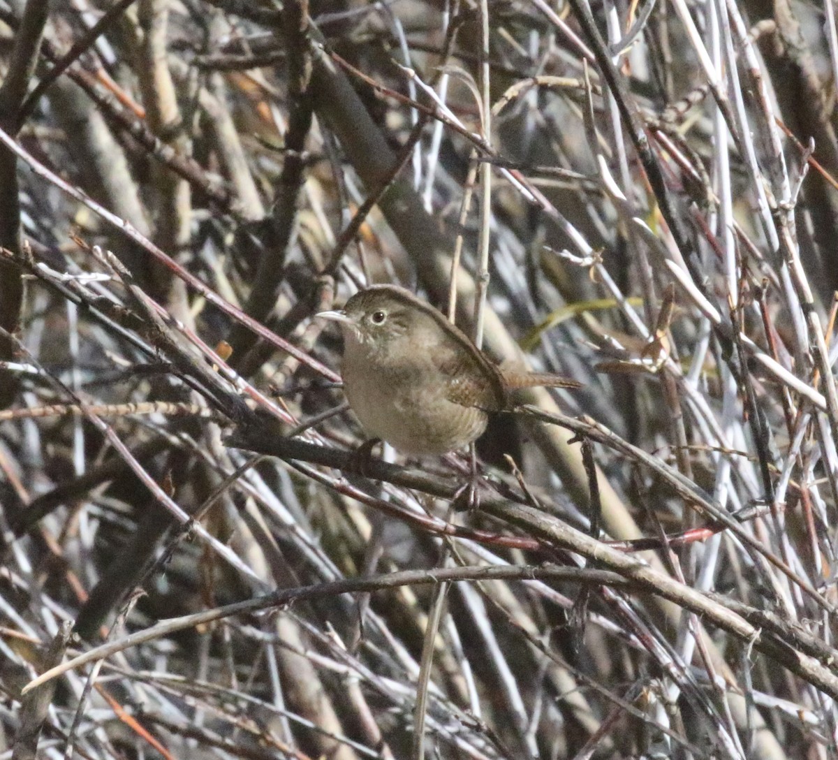 Northern House Wren - ML643165546