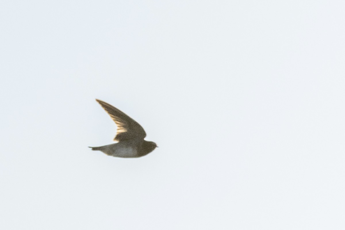 Golondrina Risquera - ML643165573