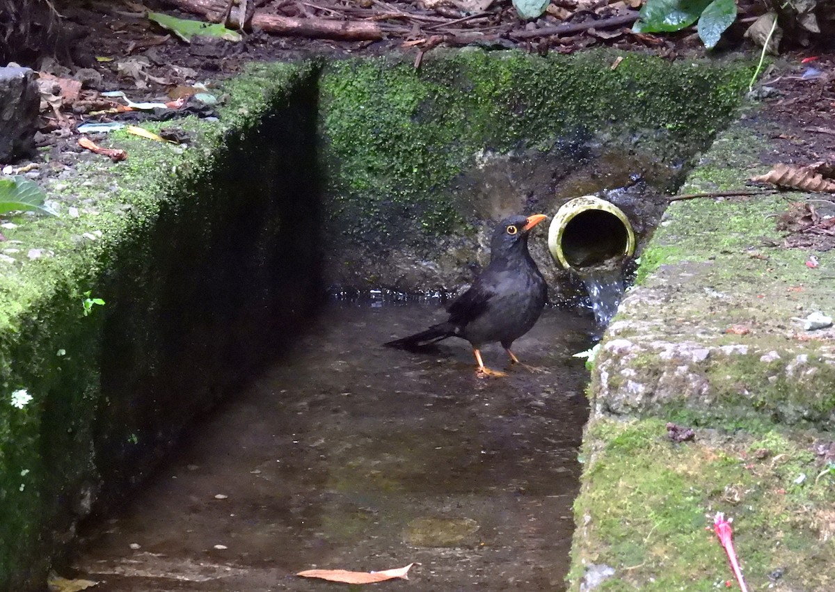Great Thrush - ML643165584