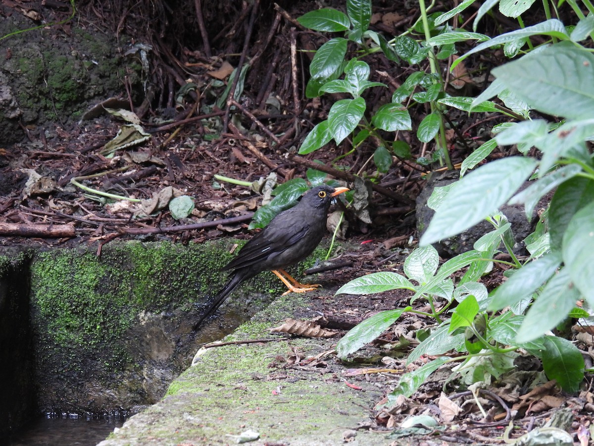 Great Thrush - ML643165585
