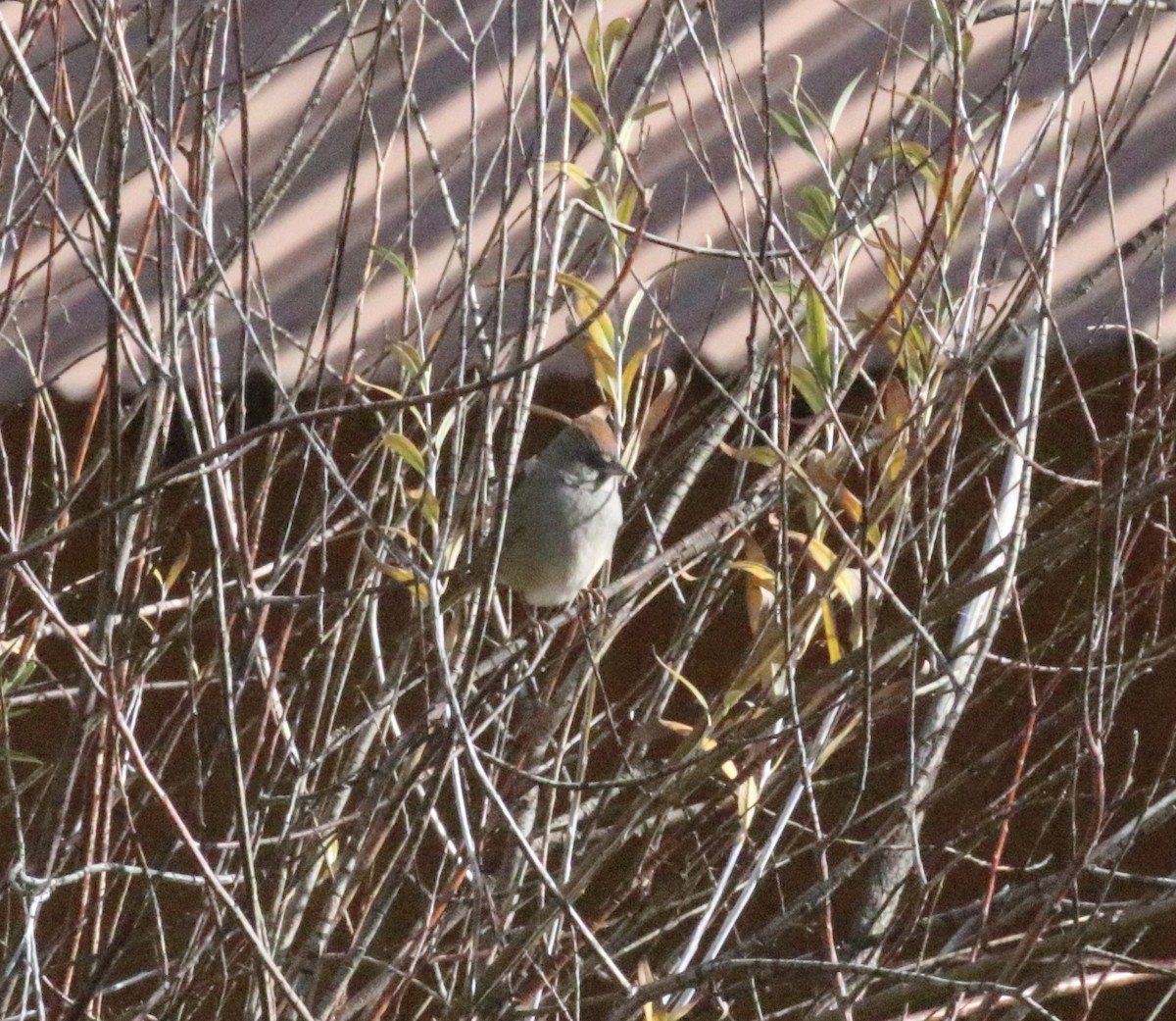 Green-tailed Towhee - ML643165601
