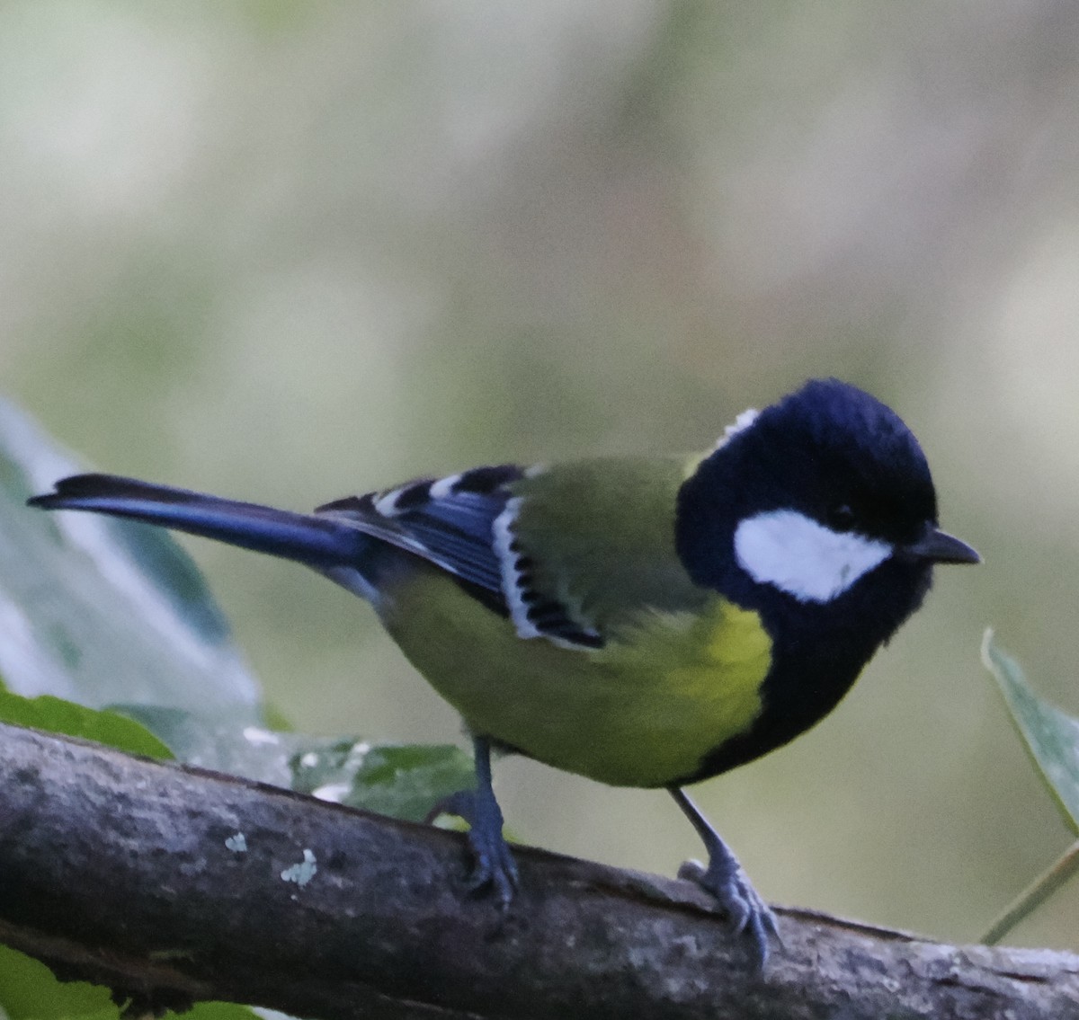 Green-backed Tit - ML643165606