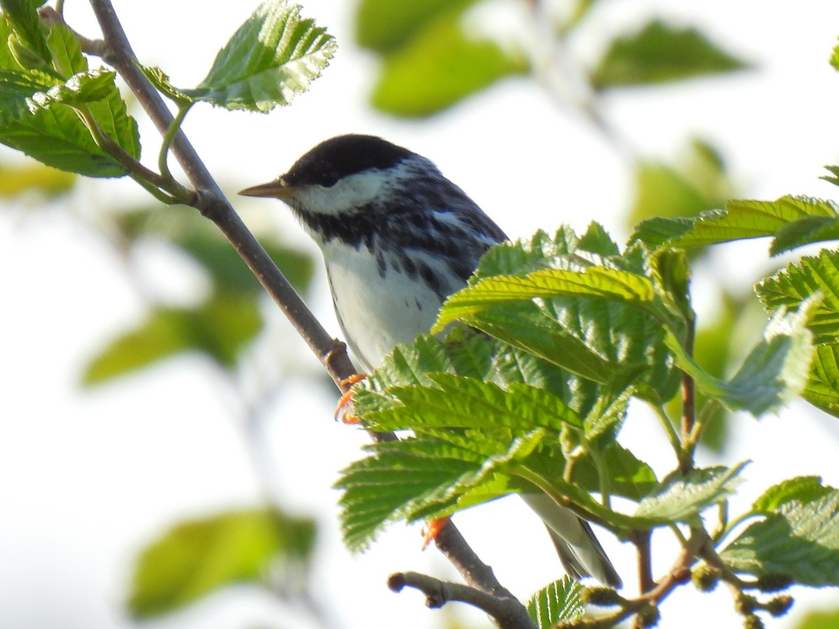 Paruline rayée - ML643165607