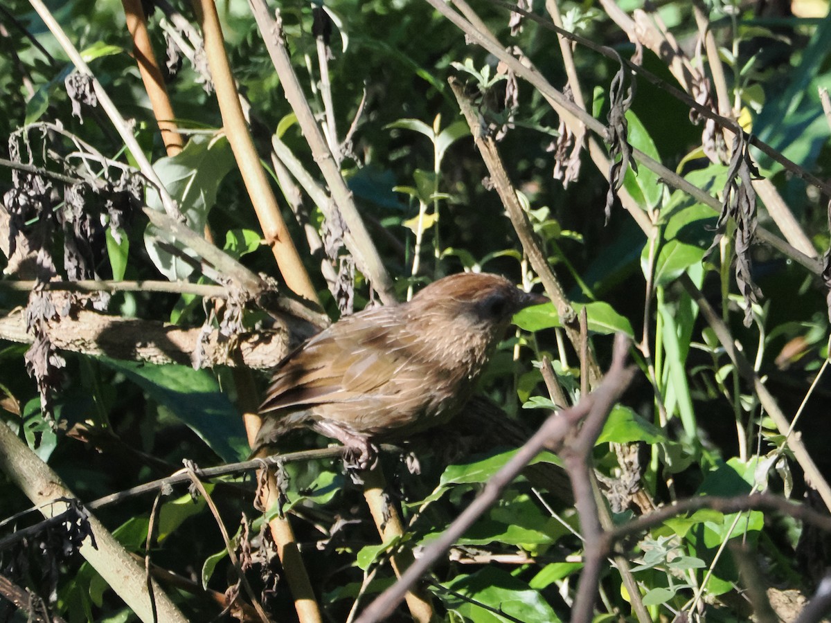 Бутанская кустарница - ML643165624