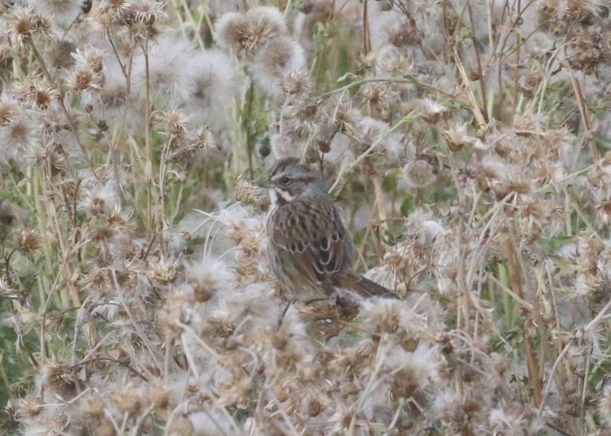 Song Sparrow - ML643165632