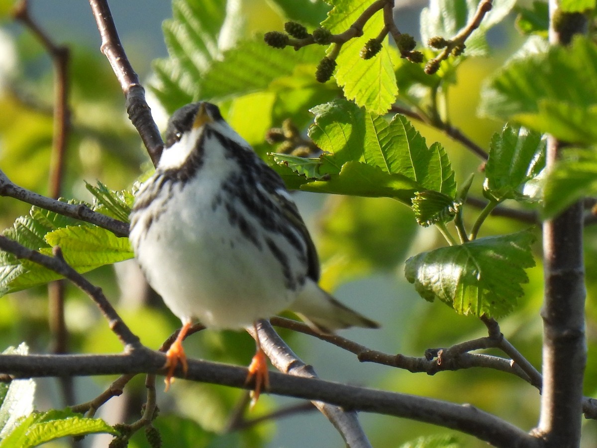 Paruline rayée - ML643165638