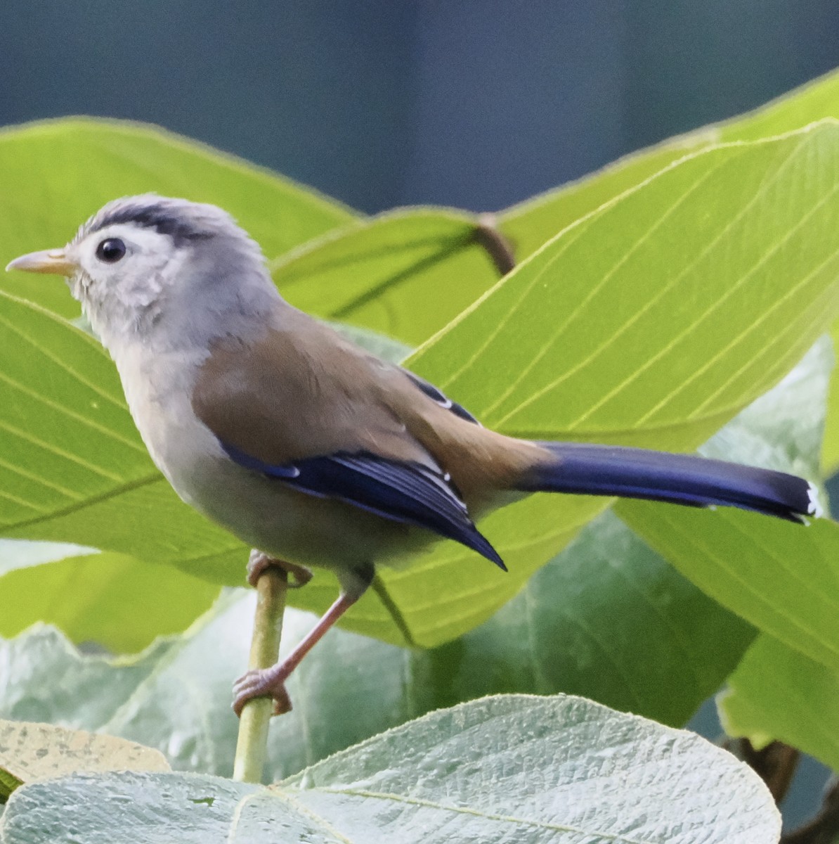 Blue-winged Minla - ML643165642